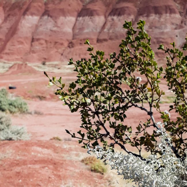 Tintes naturales (portada) 20